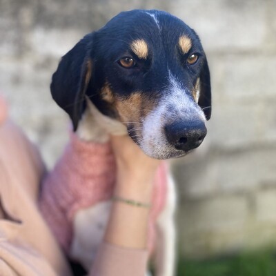 Lisa - lebhaft, neugierig und verspielt / Vorgemerkt