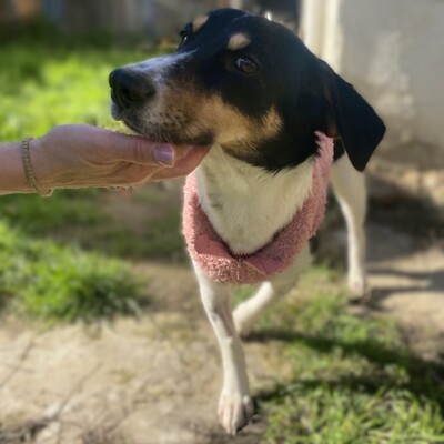 Lisa - lebhaft, neugierig und verspielt / Vorgemerkt, gr. Bracken-/Terrier-Mischling - Hündin