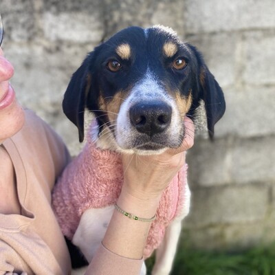 Lisa - lebhaft, neugierig und verspielt / Vorgemerkt, gr. Bracken-/Terrier-Mischling - Hündin