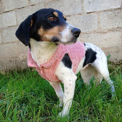 Lisa - lebhaft, neugierig und verspielt / Vorgemerkt, gr. Bracken-/Terrier-Mischling - Hündin