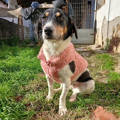 Lisa - lebhaft, neugierig und verspielt / Vorgemerkt, gr. Bracken-/Terrier-Mischling - Hündin