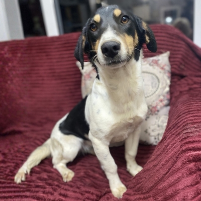 Lisa - lebhaft, neugierig und verspielt / Vorgemerkt, gr. Bracken-/Terrier-Mischling - Hündin