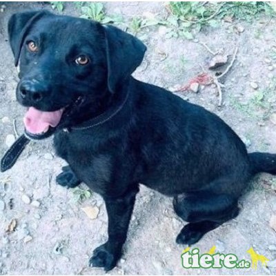 Lisa würde gerne eine Familie haben👨‍👩‍👦‍, Nette Mischlingshündin - Hündin