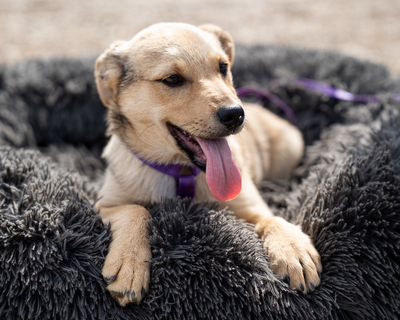 Lisana, mischling Welpen - Hündin