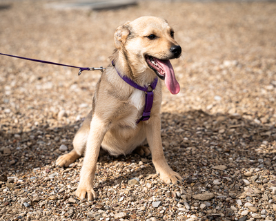 Lisana, mischling Welpen - Hündin