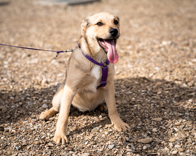 Lisana, mischling Welpen - Hündin