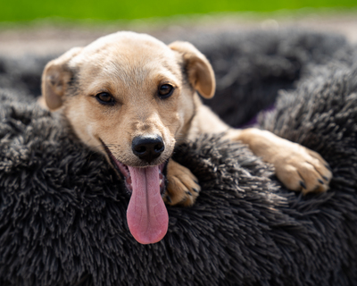 Lisana, mischling Welpen - Hündin