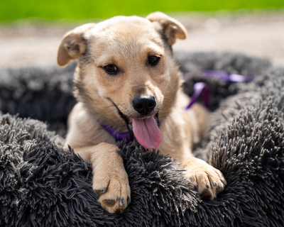 Lisana, mischling Welpen - Hündin