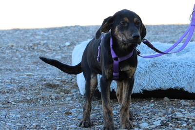 Lissa, Mischling Welpen - Hündin