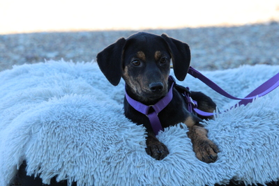 Lissa, Mischling Welpen - Hündin