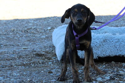 Lissa, Mischling Welpen - Hündin