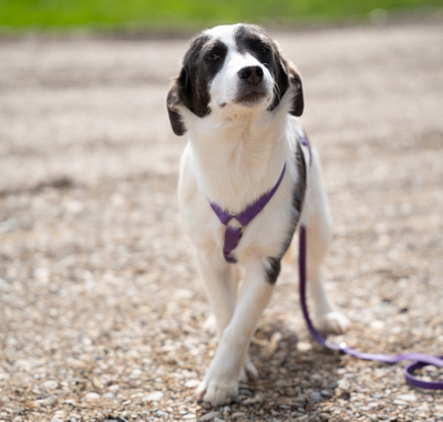Lissa, mischling Welpen - Hündin