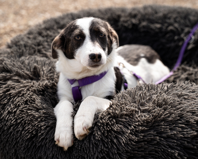 Lissa, mischling Welpen - Hündin