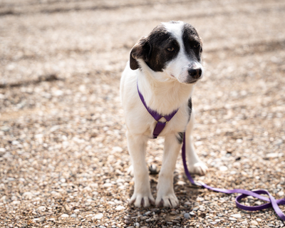 Lissa, mischling Welpen - Hündin