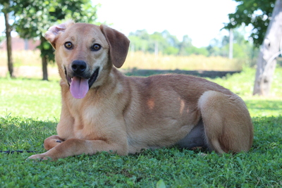 Lissena, Mischling - Hündin