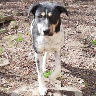 Lissy, unbekannt - Hündin