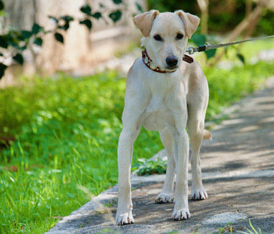 Little Bella - Sensible Hundedame, ca. 3 Monate *leichtes Handicap*, Mischling Welpen - Hündin