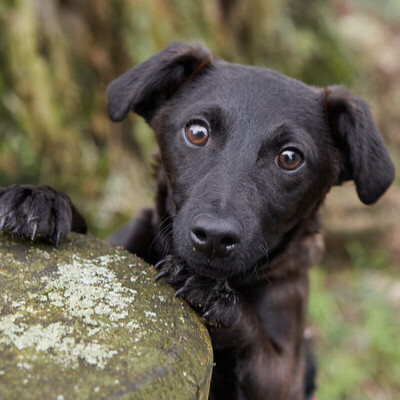 Little Emili, Jack Russell-Mix - Hündin