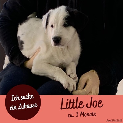 Little Joe, Labrador Welpen - Rüde 1