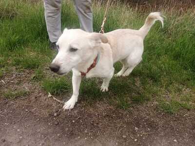 Little Kifli - Lustiges Kerlchen, ca. 5 Jahre/42cm/12kg, Mischling - Rüde