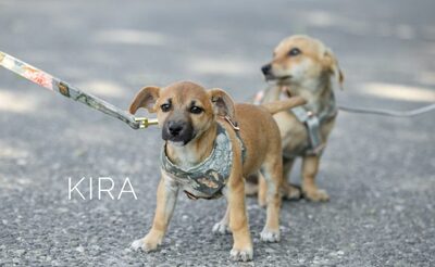 Little Kira - Süßes Hundemädchen, ca. 3 Monate, Mischling Welpen - Hündin