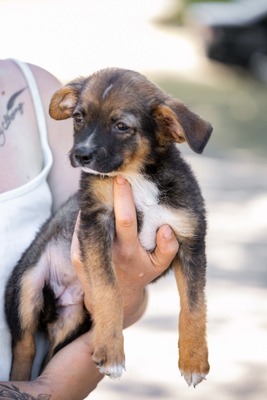 Little Luca - Verkuscheltes Hundemädchen, ca. 3 Monate, Mischling Welpen - Hündin