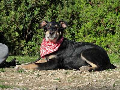Little Lucy - Lebenslustige Junghündin, ca. 1 Jahr/51cm/15kg, Mischling - Hündin