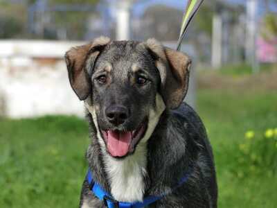 Little Nala - Spielfreudige Junghündin, ca. 7 Monate/52cm/15kg, Mischling - Hündin