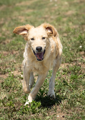 Liu - verspielt, sehr bewegungsfreudig, liebt Spielsachen und Wasser, menschenbezogen, verschmust