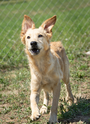 Liu - verspielt, sehr bewegungsfreudig, liebt Spielsachen und Wasser, menschenbezogen, verschmust, Mischling (Video-Link vorhanden) - Hündin
