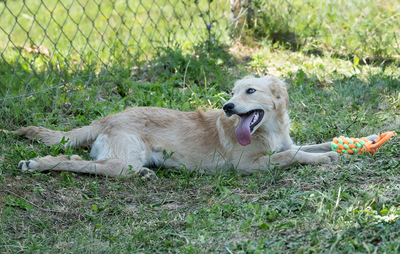 Liu - verspielt, sehr bewegungsfreudig, liebt Spielsachen und Wasser, menschenbezogen, verschmust, Mischling (Video-Link vorhanden) - Hündin