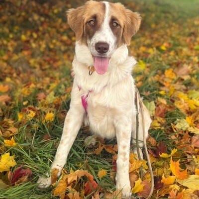 Liva - ist extrem lernfreudig, Mischling - Hündin