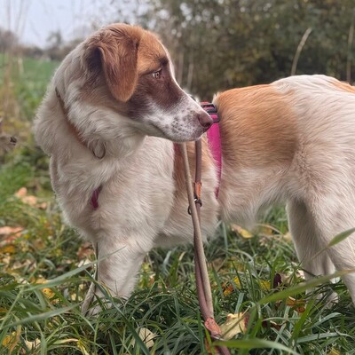Liva - ist extrem lernfreudig, Mischling - Hündin
