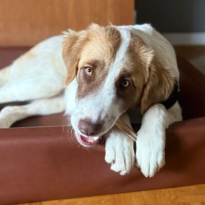 Liva - ist extrem lernfreudig, Mischling - Hündin