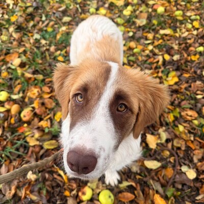 Liva - ist extrem lernfreudig, Mischling - Hündin