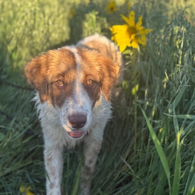 Liva - ist extrem lernfreudig / Reserviert, Mischling - Hündin