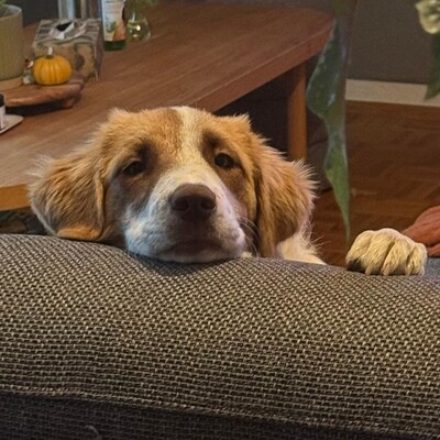 Liva - ist extrem lernfreudig / Reserviert, Mischling - Hündin