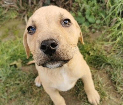 Liver, Mischling - Rüde