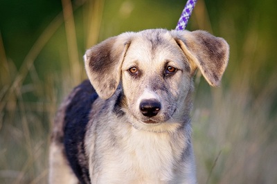 Livia, Aussie Mischling Welpen - Hündin