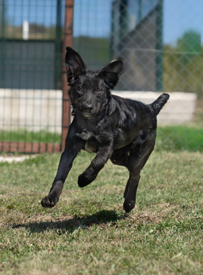 Livie - R E S E R V I E R T !!!!! verspielt, bewegungsfreudig, liebt Spielsachen und Wasser, menschenbezogen, verschmust, zutraulich, Mischling (Video-Link vorhanden) - Hündin
