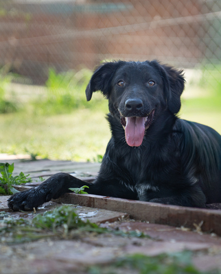 Livie - verspielt, bewegungsfreudig, liebt Spielsachen und Wasser, menschenbezogen, verschmust, zutraulich