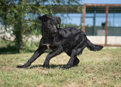 Livie - verspielt, bewegungsfreudig, liebt Spielsachen und Wasser, menschenbezogen, verschmust, zutraulich, Mischling (Video-Link vorhanden) - Hündin