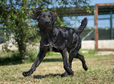 Livie - verspielt, bewegungsfreudig, liebt Spielsachen und Wasser, menschenbezogen, verschmust, zutraulich, Mischling (Video-Link vorhanden) - Hündin