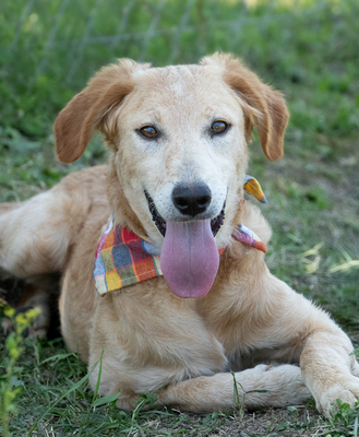 Liz - verspielt, sehr bewegungsfreudig, liebt Spielsachen und Wasser, menschenbezogen, verschmust, Mischling (Video-Link vorhanden) - Hündin