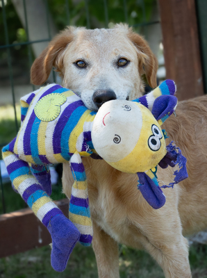 Liz - verspielt, sehr bewegungsfreudig, liebt Spielsachen und Wasser, menschenbezogen, verschmust, Mischling (Video-Link vorhanden) - Hündin