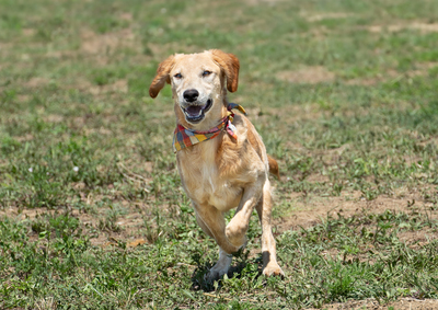Liz - verspielt, sehr bewegungsfreudig, liebt Spielsachen und Wasser, menschenbezogen, verschmust, Mischling (Video-Link vorhanden) - Hündin