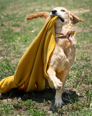 Liz - verspielt, sehr bewegungsfreudig, liebt Spielsachen und Wasser, menschenbezogen, verschmust, Mischling (Video-Link vorhanden) - Hündin