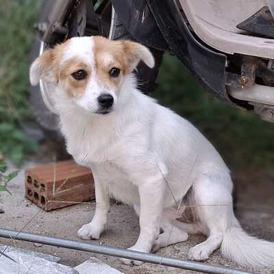 Liza - eine sensible, agile und lernfreudige Hündin / Reserviert, Mischling - Hündin