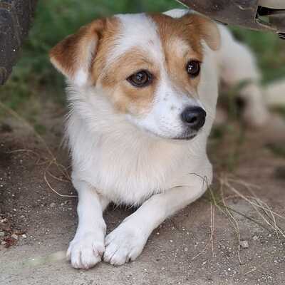 Liza - eine sensible, agile und lernfreudige Hündin / Reserviert, Mischling - Hündin