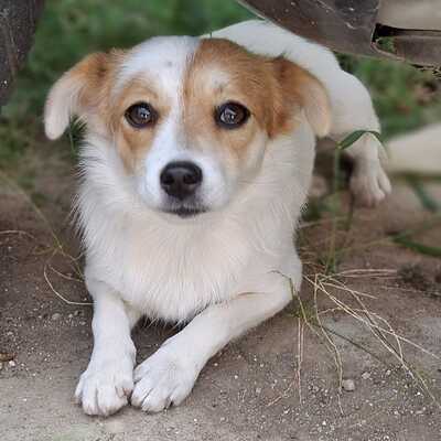 Liza - eine sensible, agile und lernfreudige Hündin / Reserviert, Mischling - Hündin